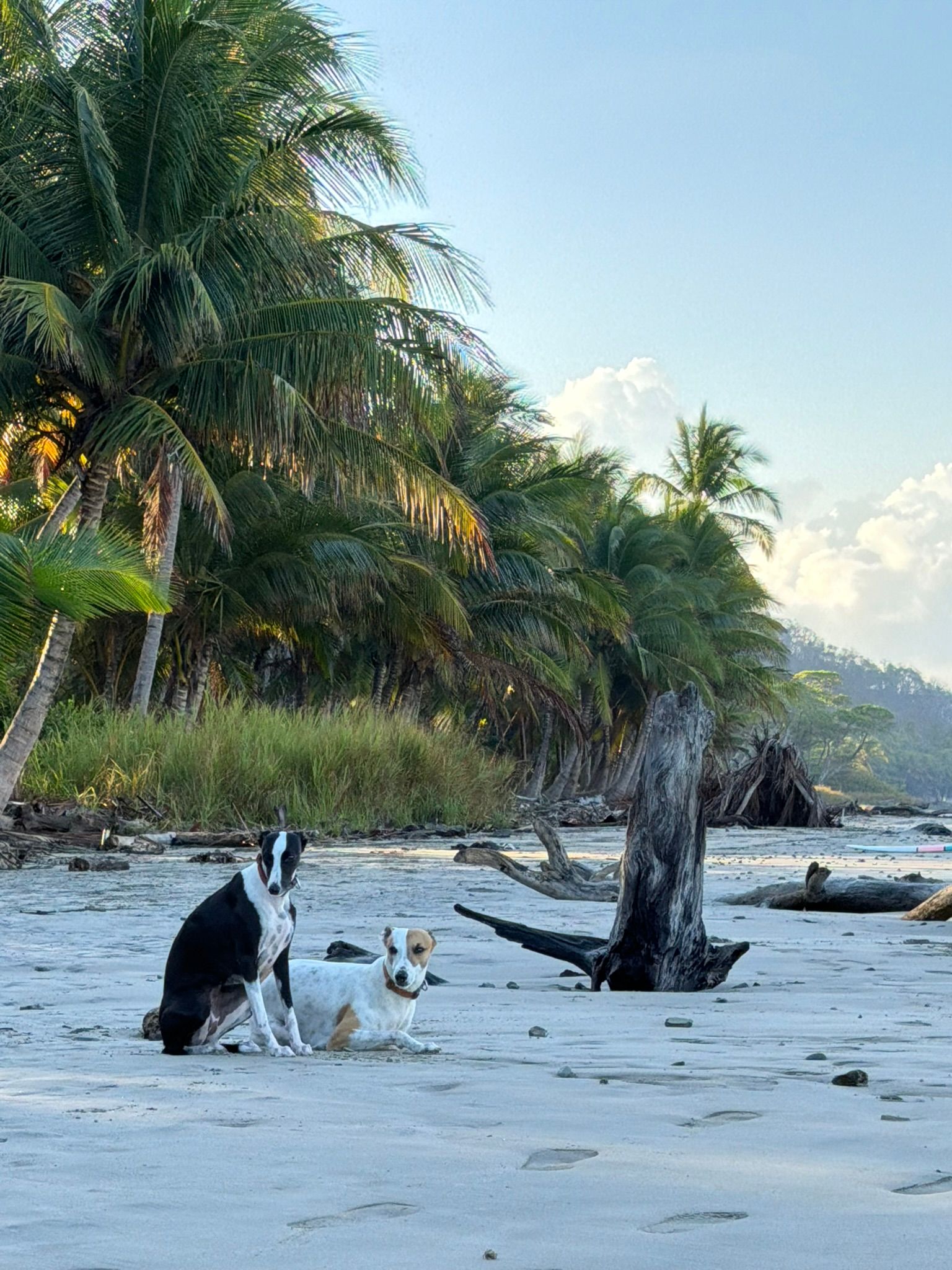 Cabuya, Costa Rica